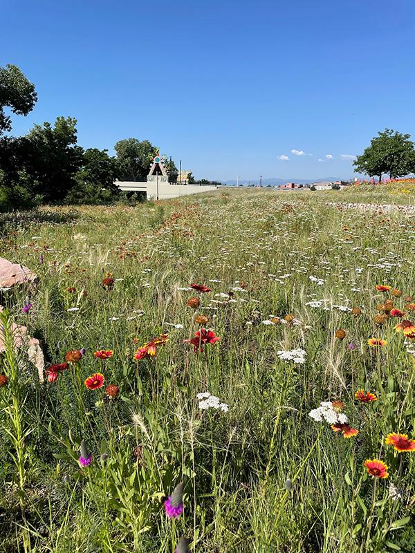 A prairie meadow full of diverse white, pink and orange flowers that attract pollinators.