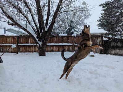 A big, shepherd-type dog is caught mid-leap, stretched out, his back toes barely touching the ground. His mouth is open as he lunges to catch a snowball arching high over his head.