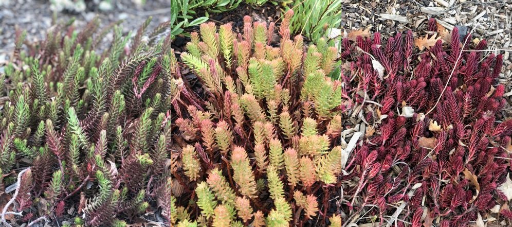 Groundcover in spring, summer and winter