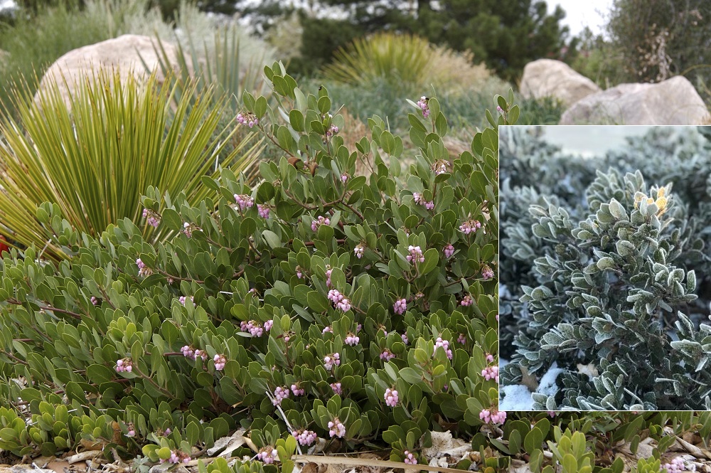 A green shrub with small pink flowers
