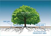 Tree and roots diagram.