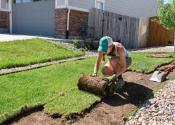 A woman rolling up a strip of water-thirsty turf between two homes, leaving behind bare ground to be planted with something else. 
