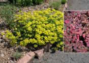 Bright yellow flowers next to a red shrub