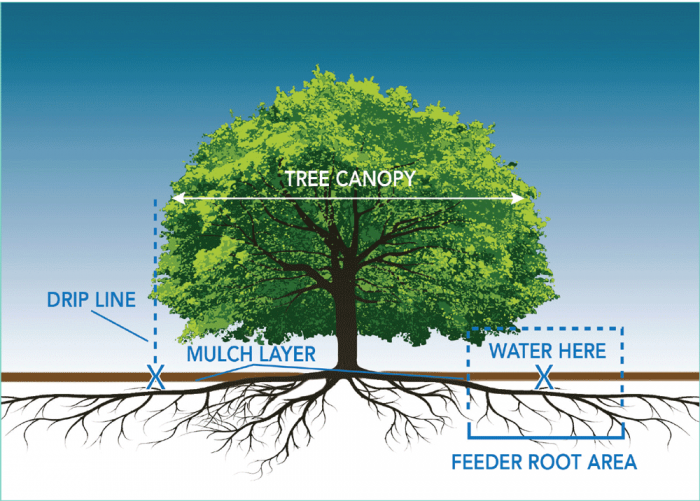Tree care guide