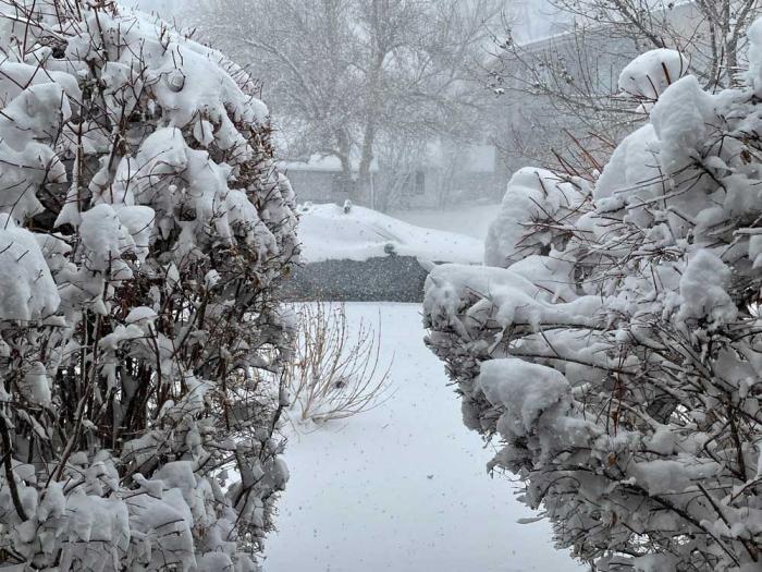 A snow-covered path between two bushes leads to a snow-covered car. 