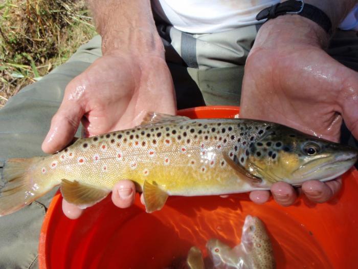 Brown trout from newly restored Williams Fork River
