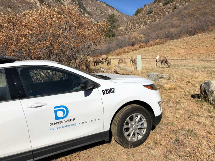 A white truck with a Denver Water logo with a herd of deer in the background.