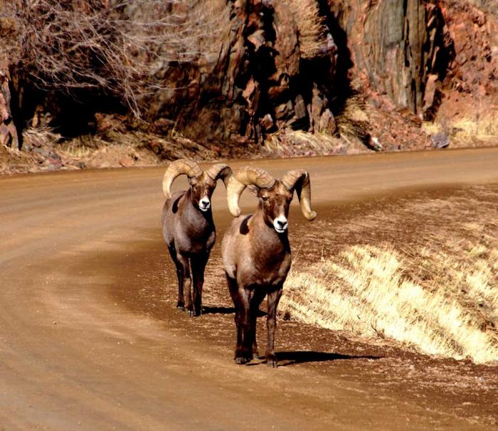 Two bighorn sheep walk down a dirt road.