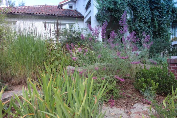 Long grass, a bush with purple flowers and other plants make up a yard, with no lawn in sight.