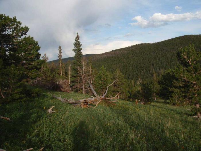 A green evergreen tree stands at the edge of a mountain meadow.