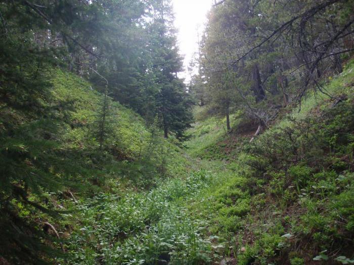 A steep mountain slope cut by a ribbon of green, signaling a seasonal creek that carries water during the spring runoff. 