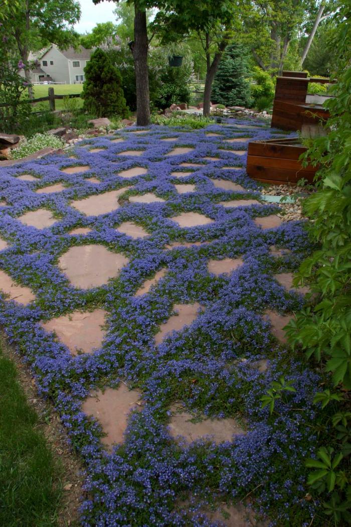 Blue flowers grow between flagstone on a patio. 