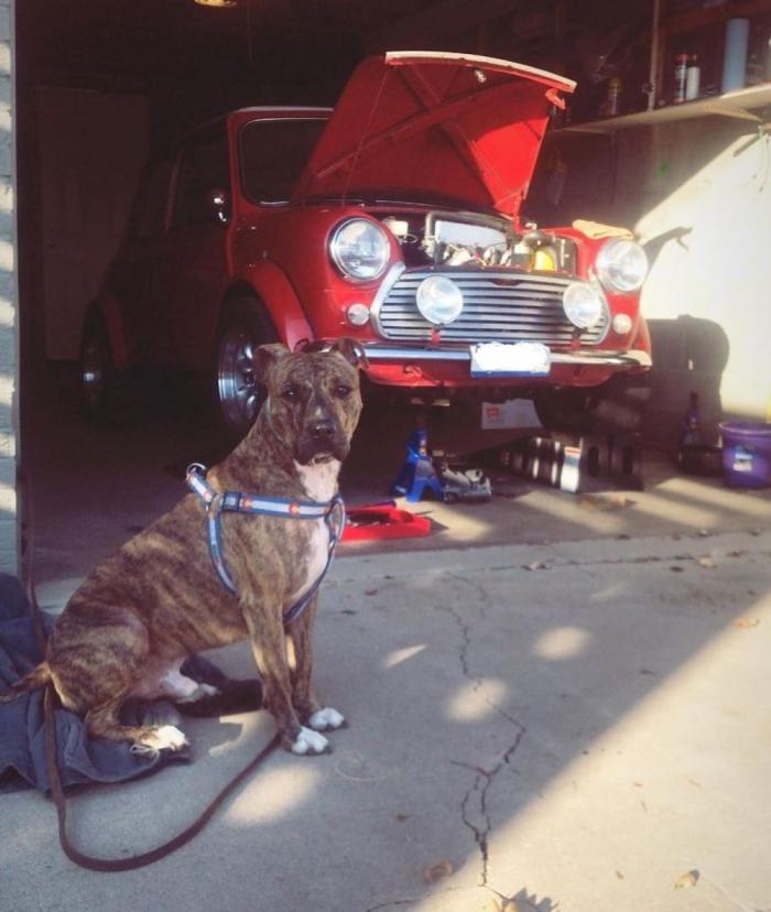 Dog and red car