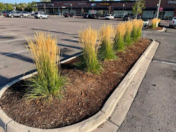 A parking lot media with a row of native grass plants, green on the bottom with yellow seed heads on the top. 