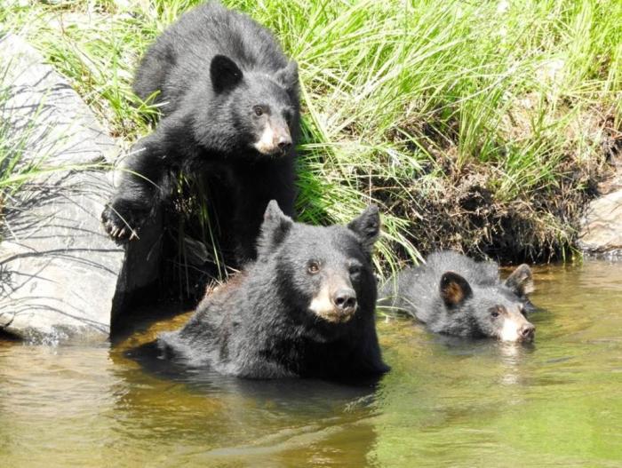 Three black bears hop in water