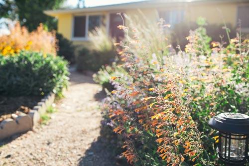 Orange flowers in foreground in front of a house