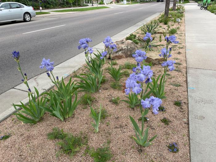 A mass of purple iris flowers bloom amid a gravel rock bed between a sidewalk and a busy street. 