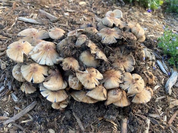 A mound of mushrooms sprouting in a green lawn. 
