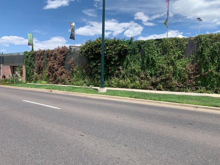 A strip of green Kentucky bluegrass along a busy street, with an ivy-covered wall rising above it. 