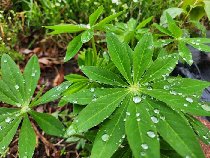 An up-close image of water droplets on leaves. 