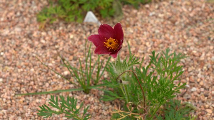A red flower rises from a mass of green stems and leaves in a gravel rock bed. 