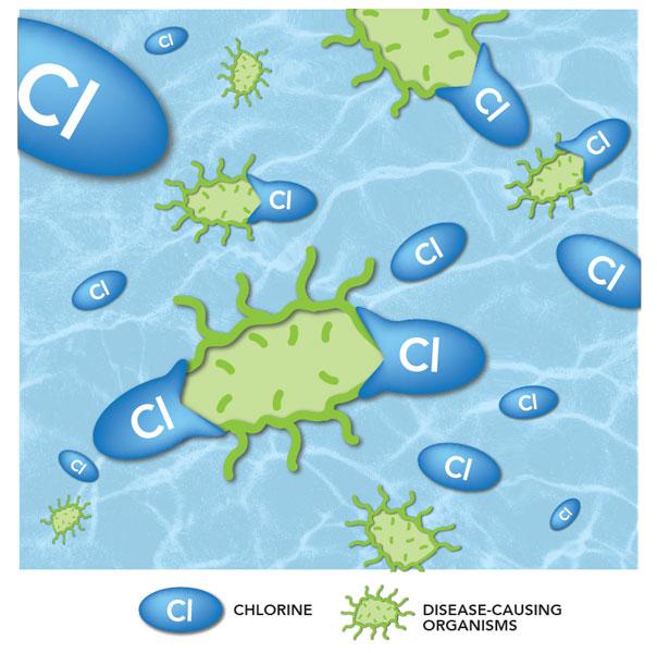Illustration of disease-causing organisms interacting with chlorine to remove them.