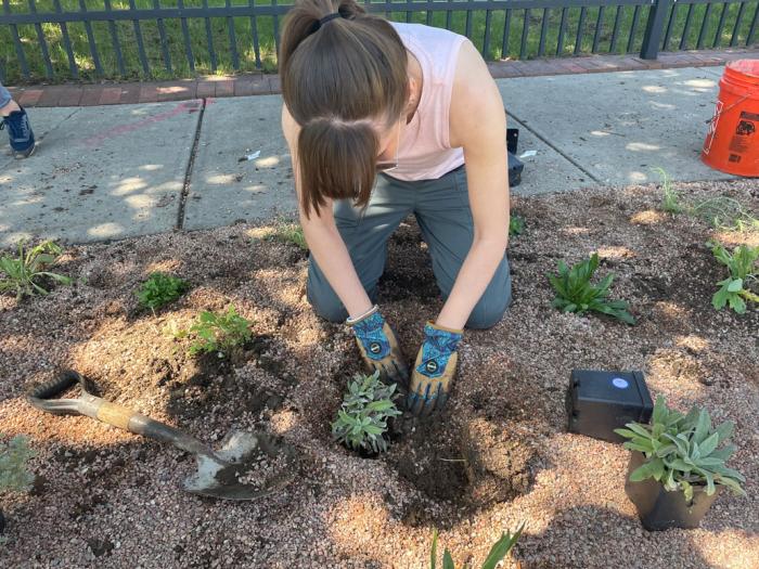 A woman places a plant into a hole in the ground. 