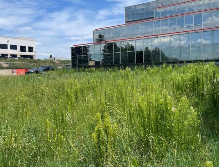 Native green grass in front of office building