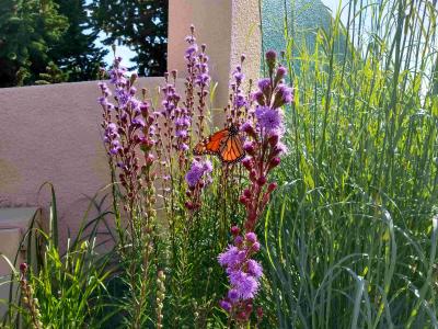 A purple plant, with stalks of showy purple flowers, is visited by butterflies.