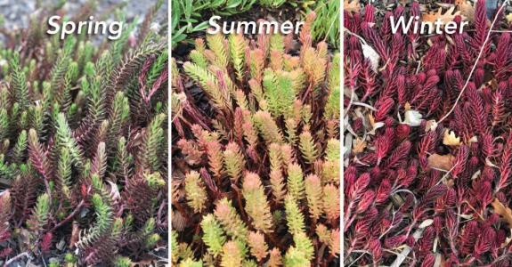 A shrub shown in three different seasons, spring, summer and winter.