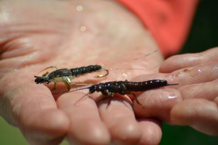 The Girls Scouts observed aquatic bugs like those pictured and then tied their own flies for fishing. Photo Credit: Trout Unlimited