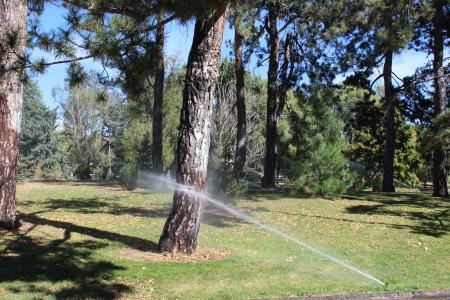 Tree watering in Washington Park