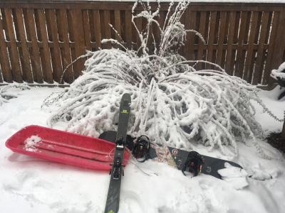a bush weighed down be heavy, wet snowfall, with a sled, ski and snowboard next to it