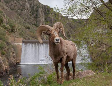 A Rocky Mountain bighorn sheep poses for a photo in Waterton Canyon.