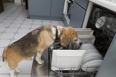 Dog and dishwasher