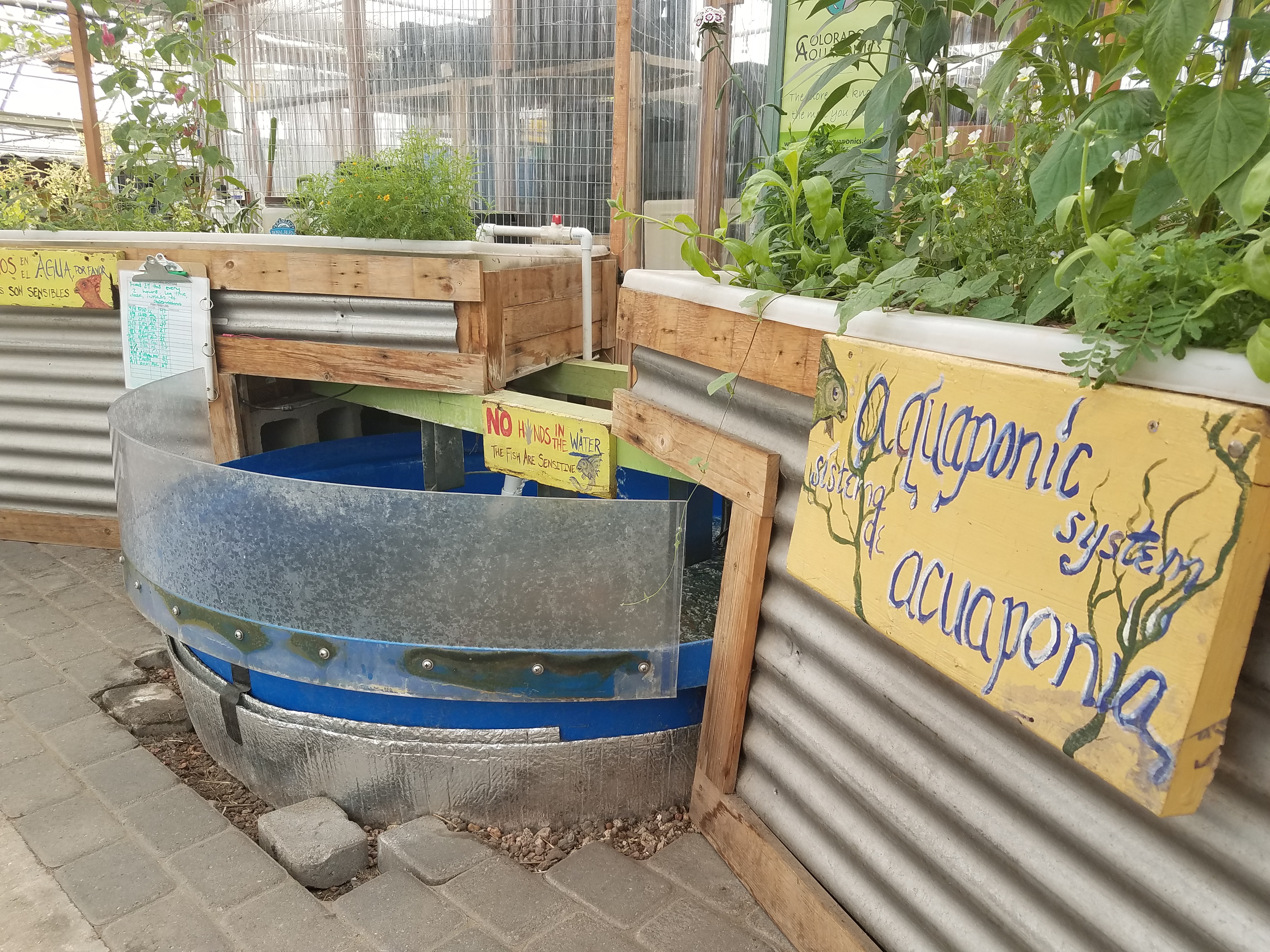 Aquaponic system for growing fish and plants at the GrowHaus, a nonprofit indoor farm in Denver's Elyria-Swansea neighborhood.