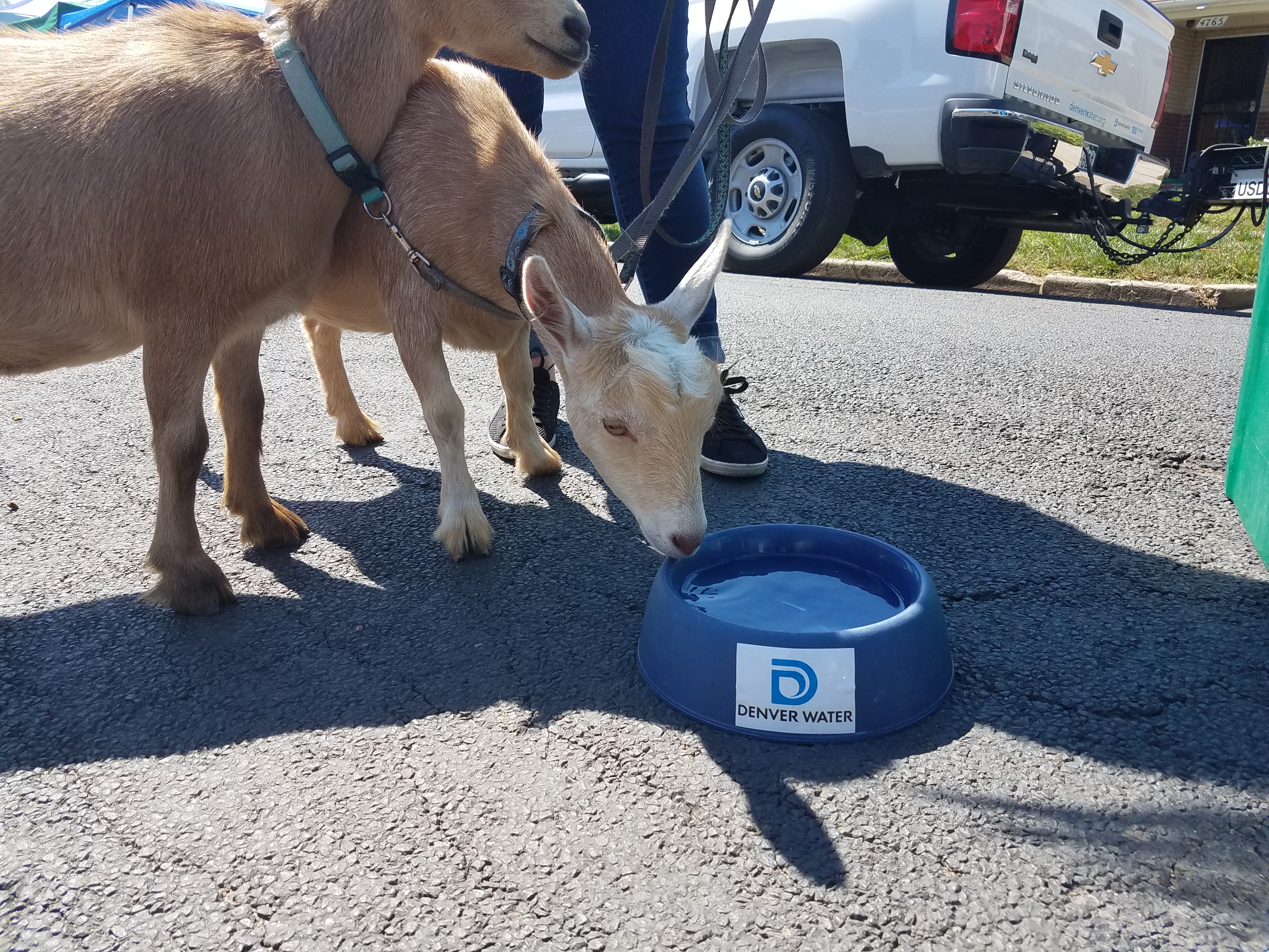Goats drinking water provided Denver Water volunteers at an event at the GrowHaus.