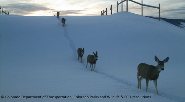 Mule deer move across a wildlife bridge over Colorado Highway 9. Such bridges have significantly reduced collisions between wildlife and vehicles.