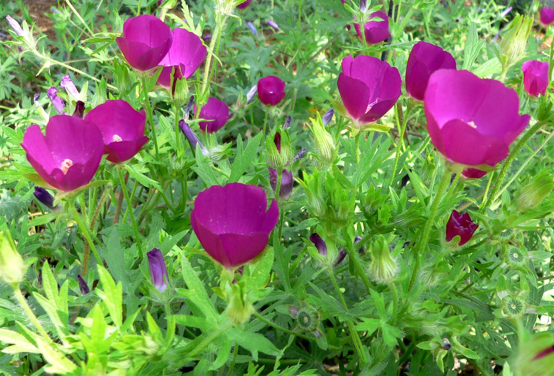 Close up of the purple poppy mallow flowers