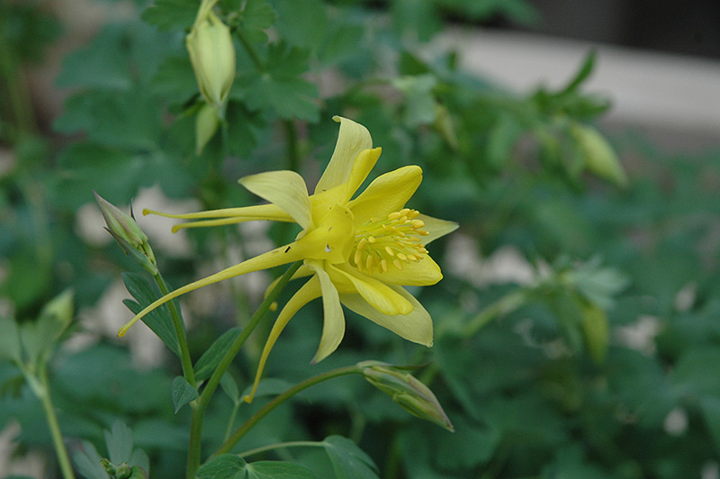 A close up of a yellow columbine flower