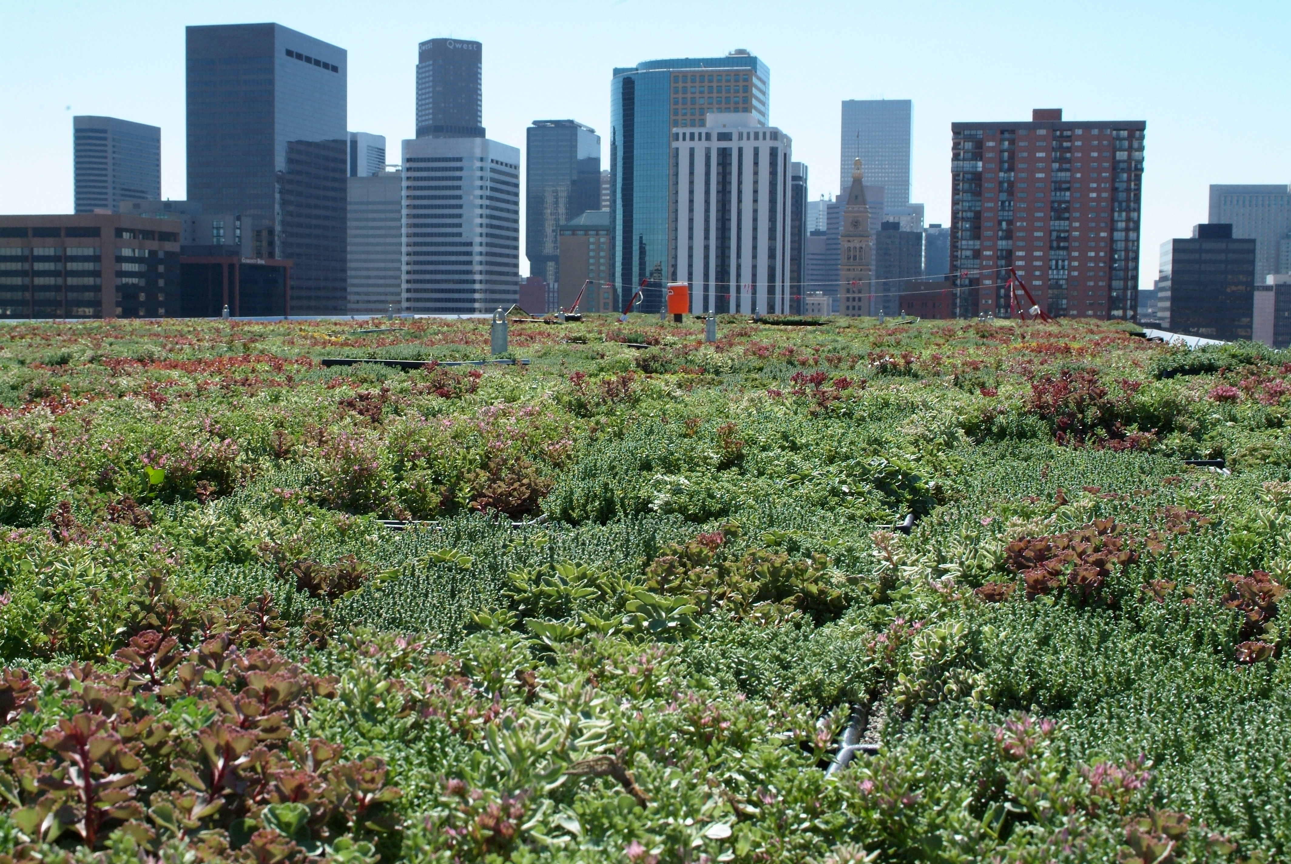 A garden on top of a roof with downtown Denver skyline in the background.
