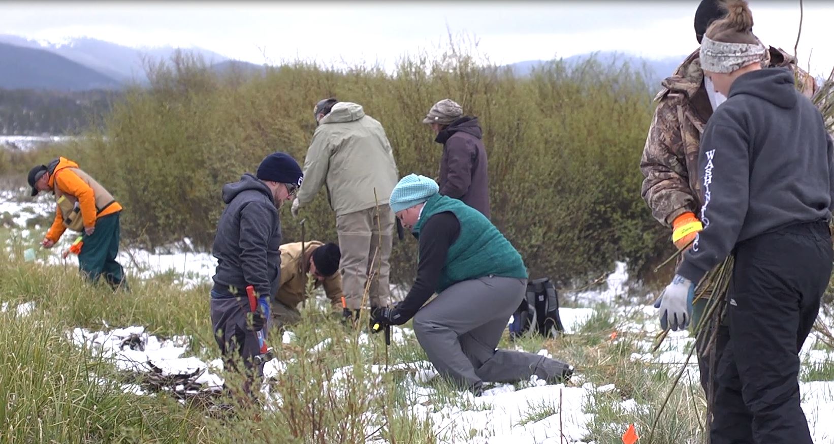 Volunteers bundled up on May 20, 2017, to plant the willows and cottonwoods along the Fraser River.