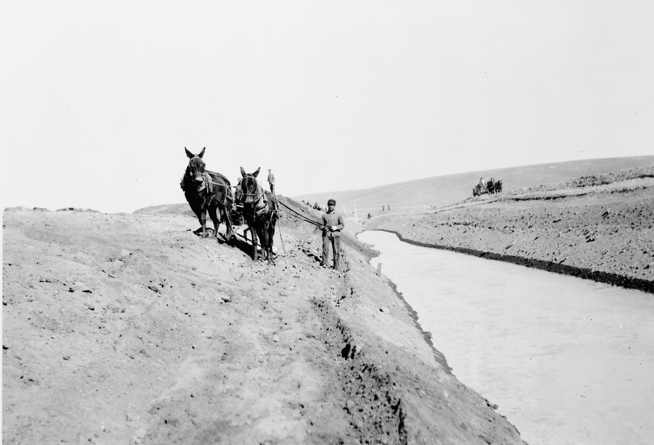 A man guides the reins of two mules in a black and white photo. They're standing on the side of a ditch, with water running through the base.