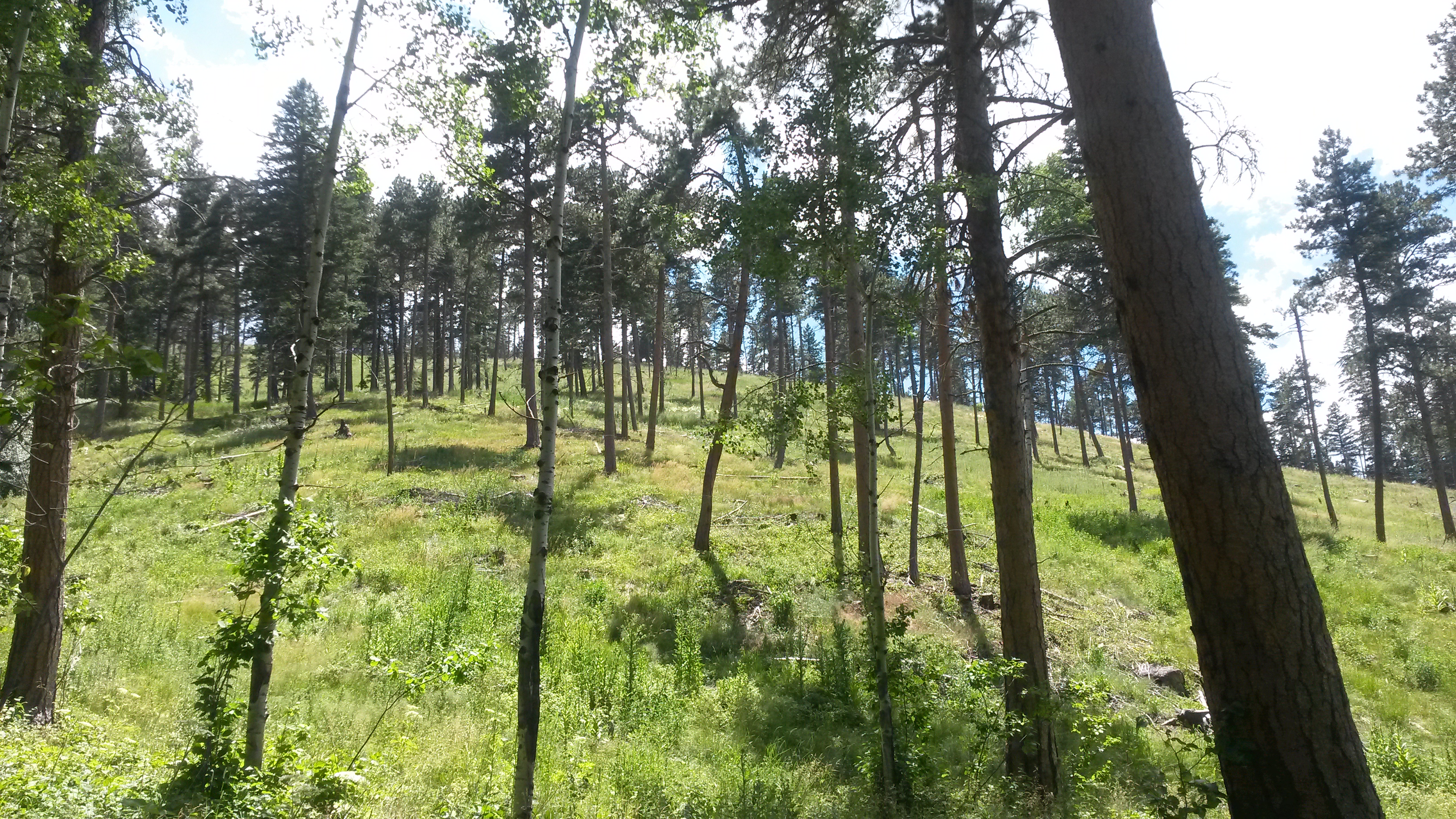 A restored and thinned forest in Jefferson County in the Upper South Platte Watershed.