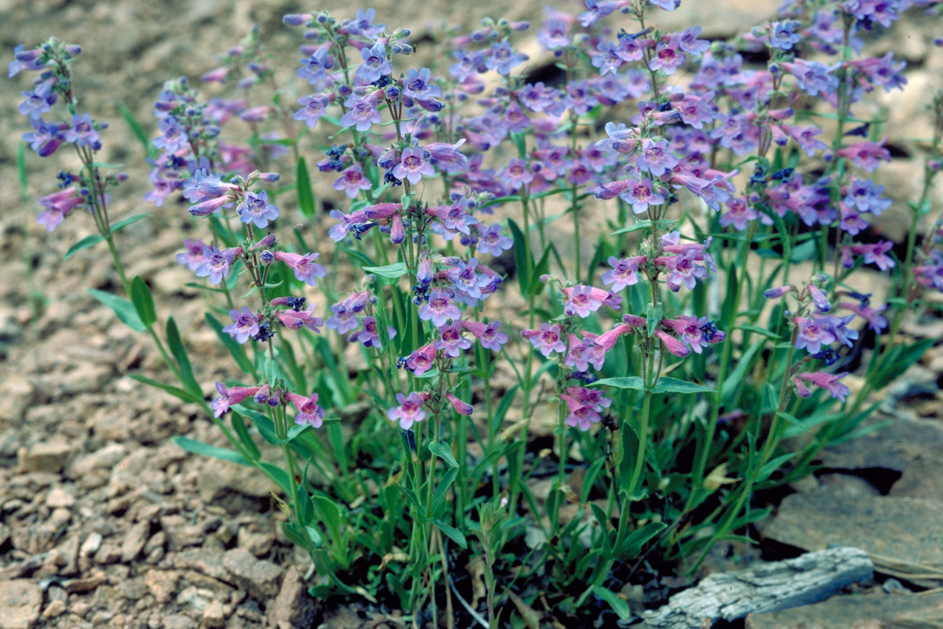 blue penstemon plant growing out of the rocks