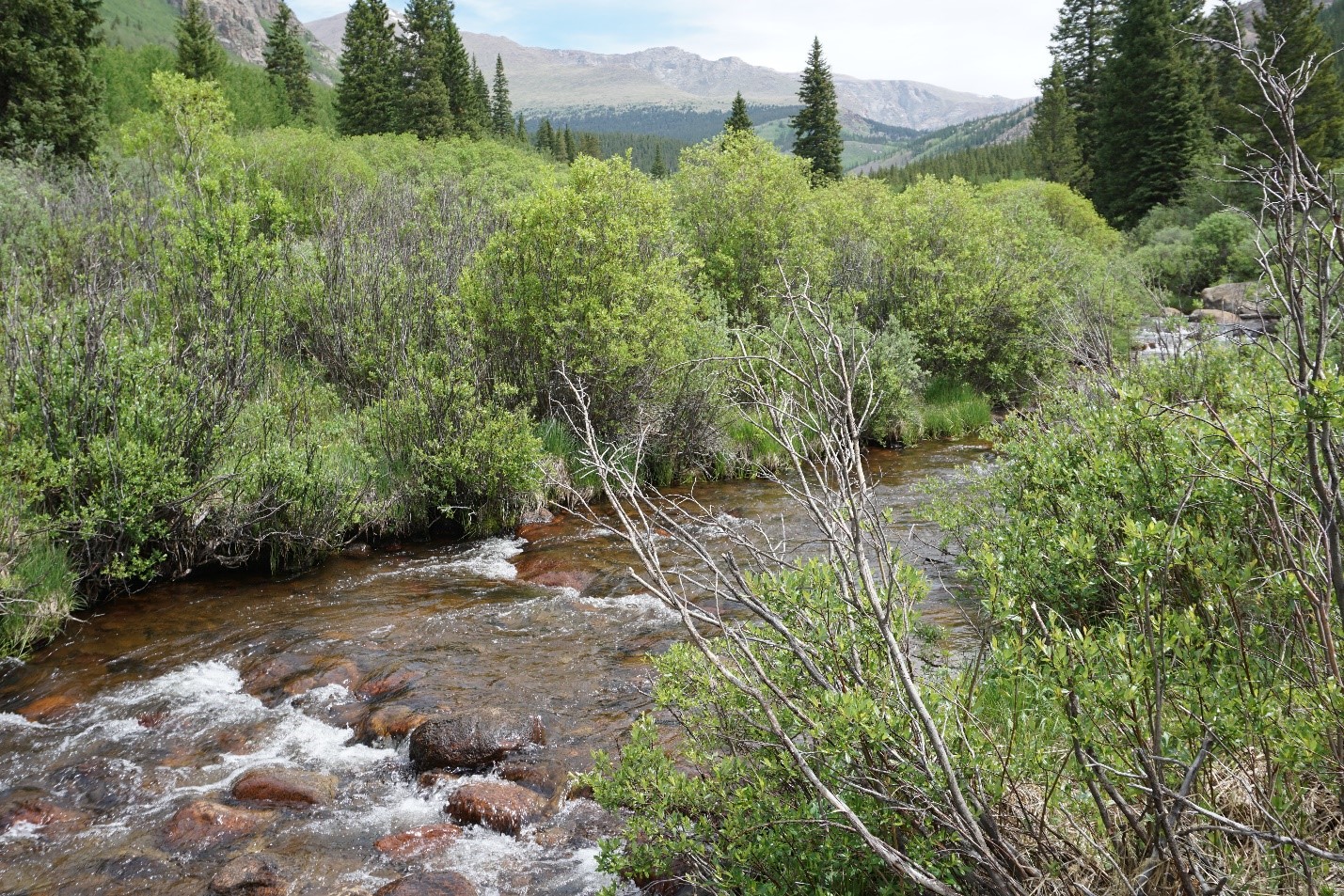 Scott Gomer Creek flows gently from high in the Mount Evans Wilderness Area.