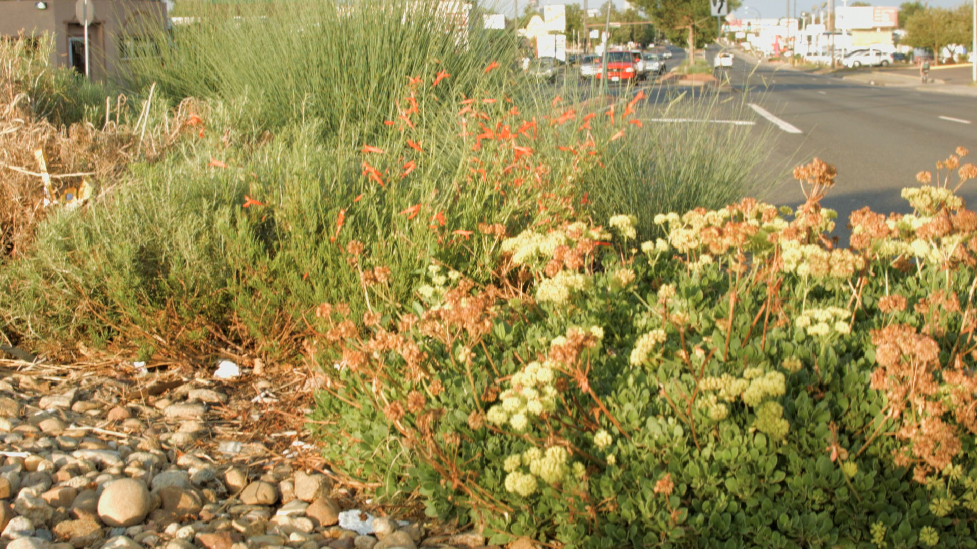 Lakewood is replacing grass in its medians with plants that use less water and are more appropriate for the space.