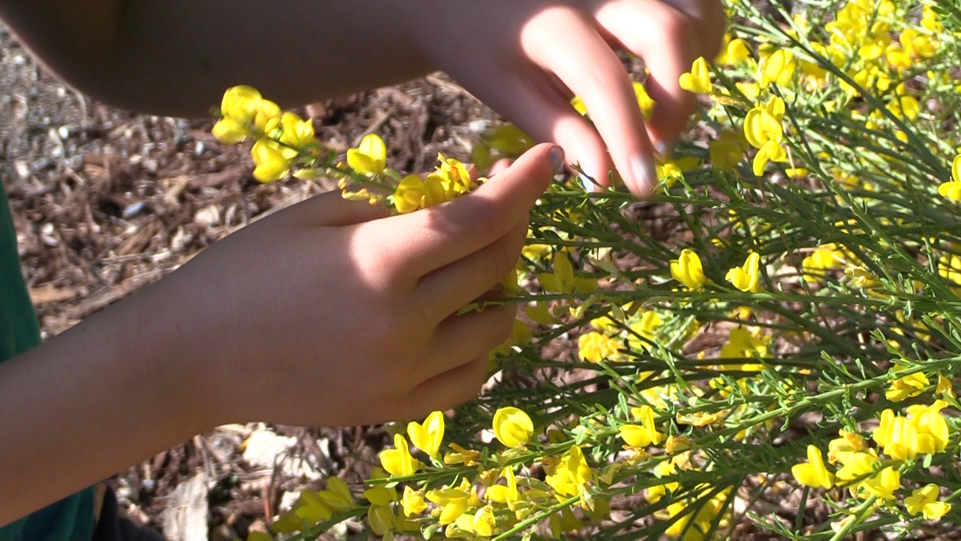 A student touches the flowers on a Spanish Gold Broom.