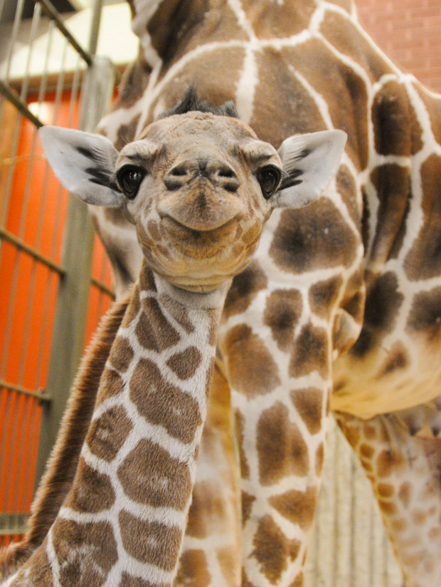 A baby giraffe named Dobber was born at the Denver Zoo on Feb. 28. Photo courtesy of the Denver Zoo.
