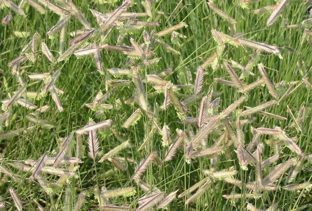 close up picture of seed groupings on blue grama grass